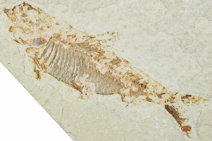 Bargain, Fossil Fish (Knightia) - Green River Formation #224507